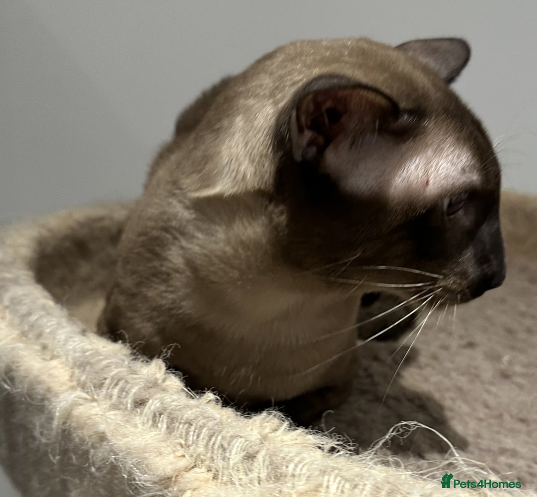 Siamese cats for sale: Handsome Seal Point Male - Active Register - Image 5