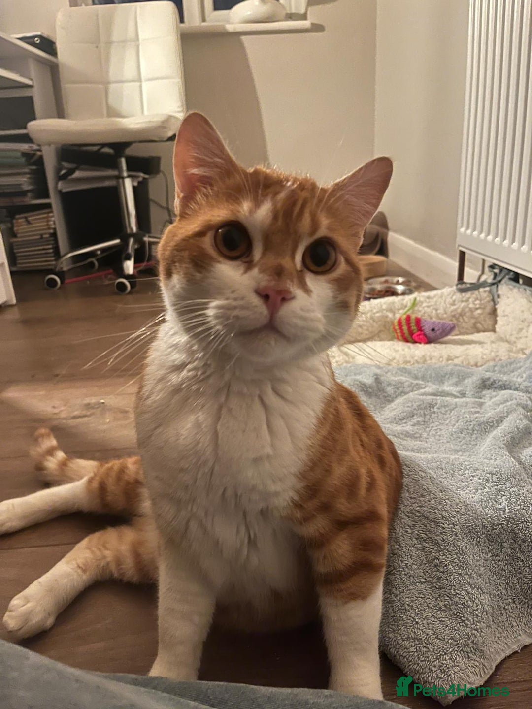 Mixed Breed cats for adoption: Male Rescue Cat for Indoor Adoption - Image 18