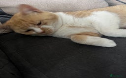 Domestic Shorthair cats for sale: Biscuit needs a new home  - Image 4