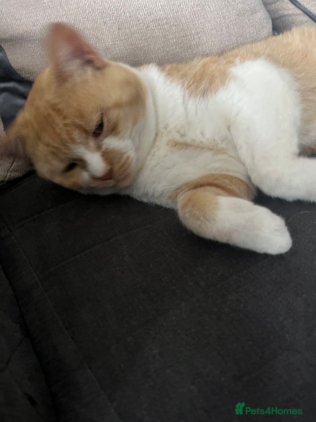 Domestic Shorthair cats for sale: Biscuit needs a new home  - Image 4