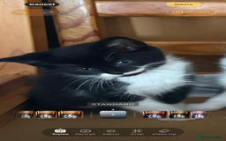 British Shorthair cats for sale: Calico, British shorthair, Persian domestic - Image 3