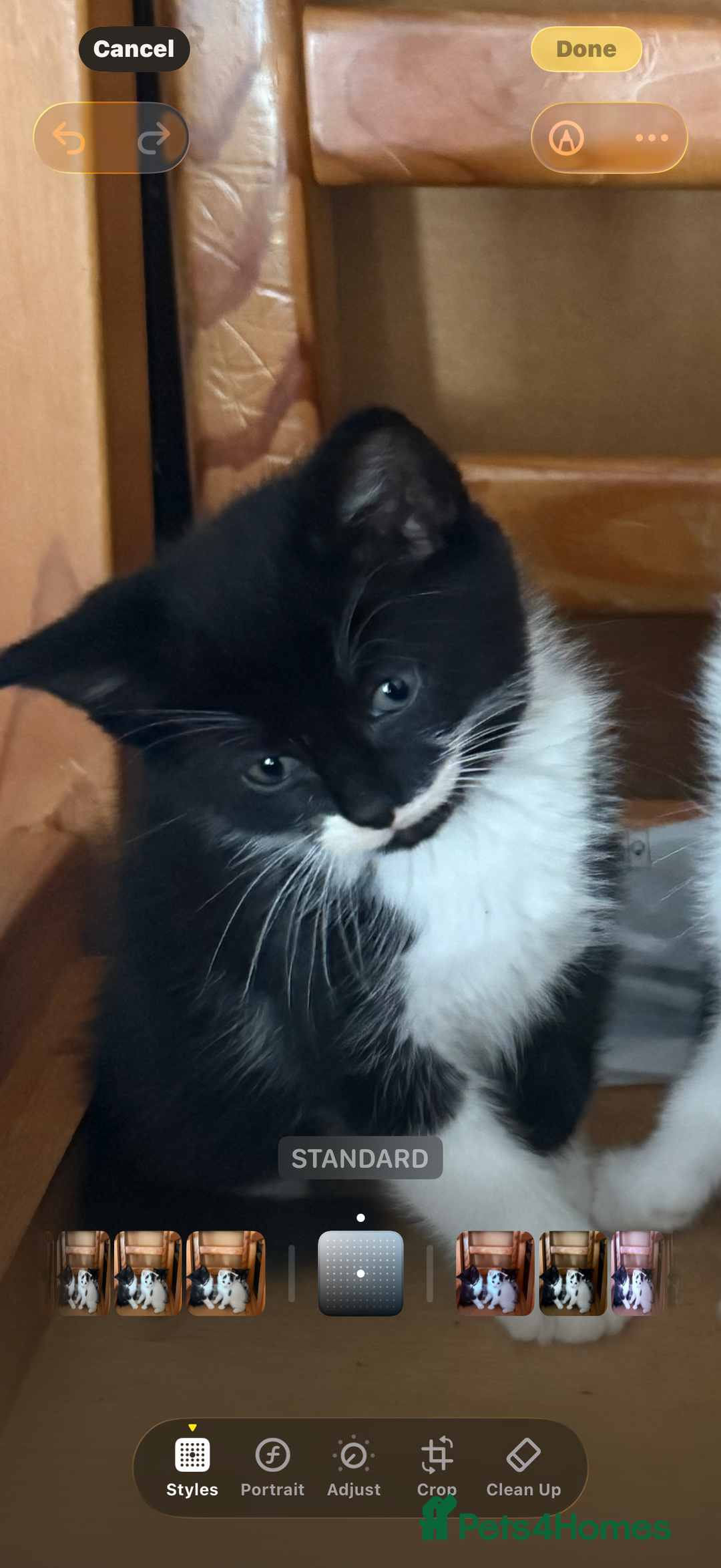 British Shorthair cats for sale: Calico, British shorthair, Persian domestic - Image 3