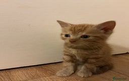 Domestic Shorthair cats for sale: GINGER KITTENS £150 EACH - Image 5