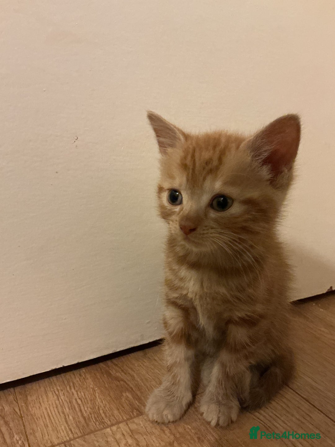 Domestic Shorthair cats for sale: GINGER KITTENS £150 EACH - Image 5