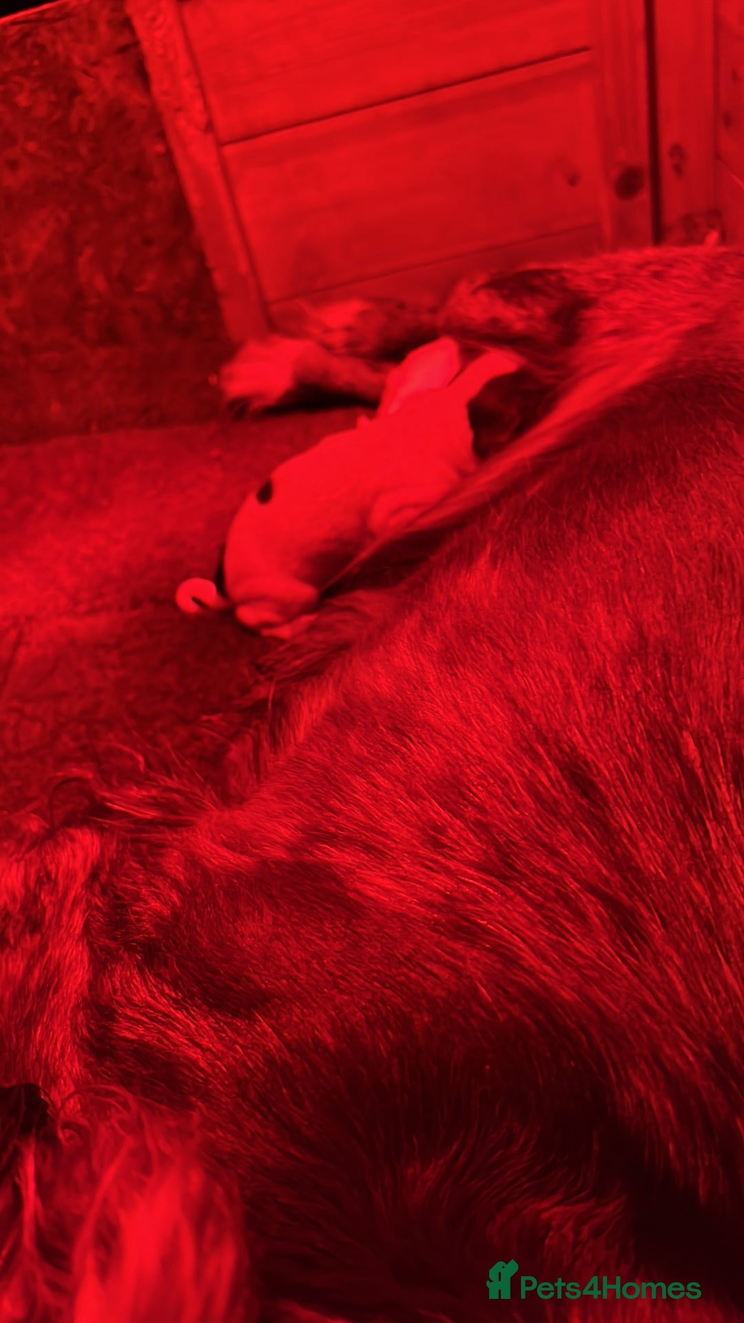 Cocker Spaniel dogs for sale: Cocker spaniel puppies - Advert 4