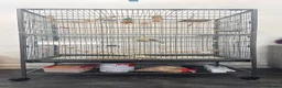 Budgerigars birds for sale: Hand tamed rainbow clearwing budgies  - Advert 11
