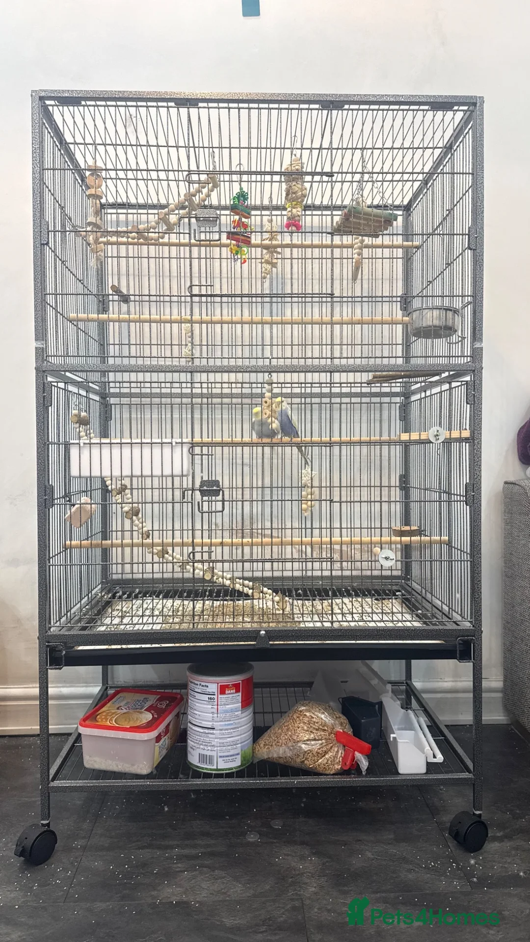 Budgerigars birds for sale: Budgie/bird cage - Advert 1