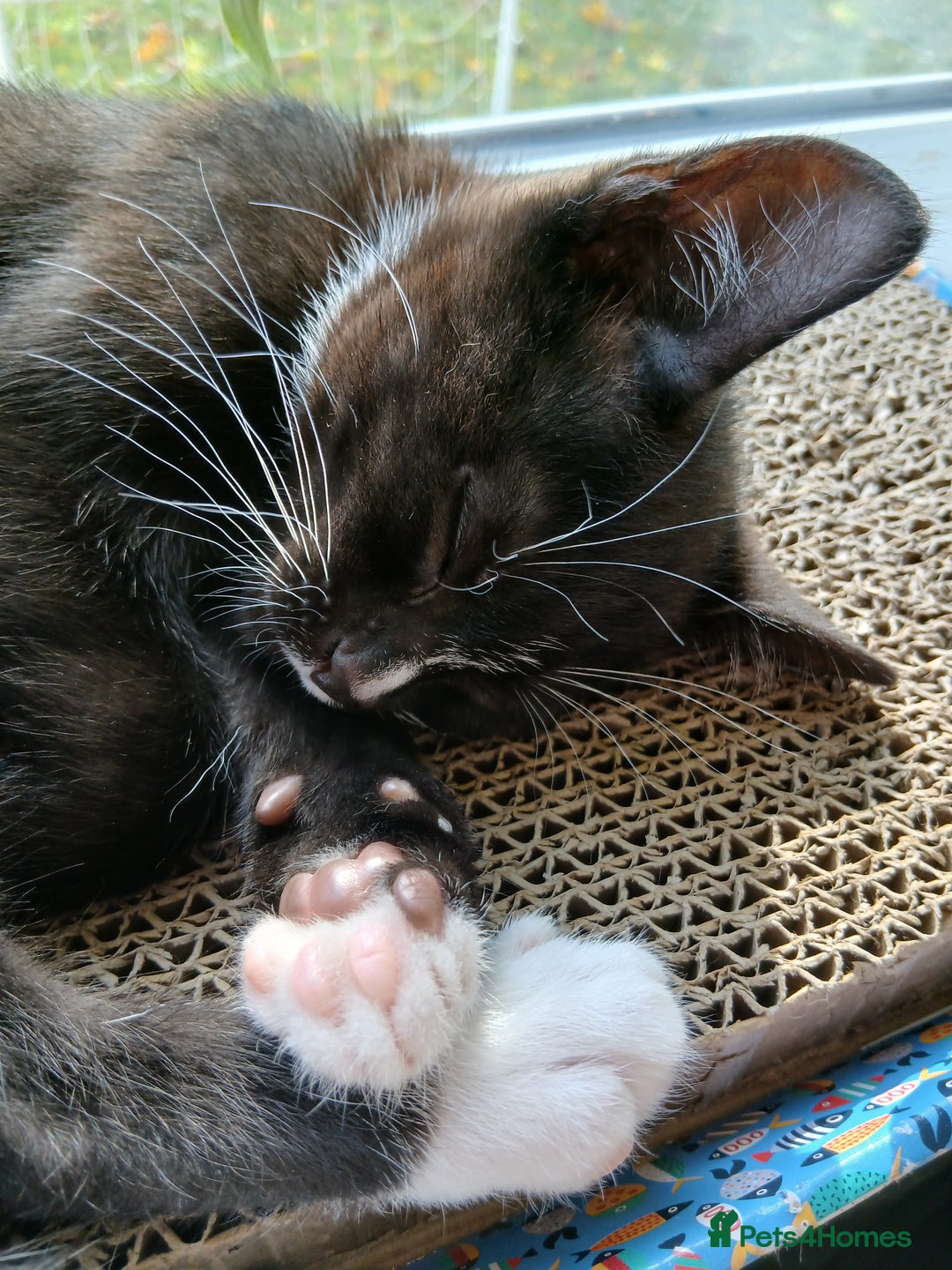 Mixed Breed cats for sale: Two Black kittens from family home - Image 8