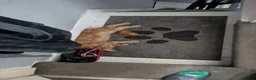 Maine Coon cats for sale: Red Mainecoon  - Advert 10