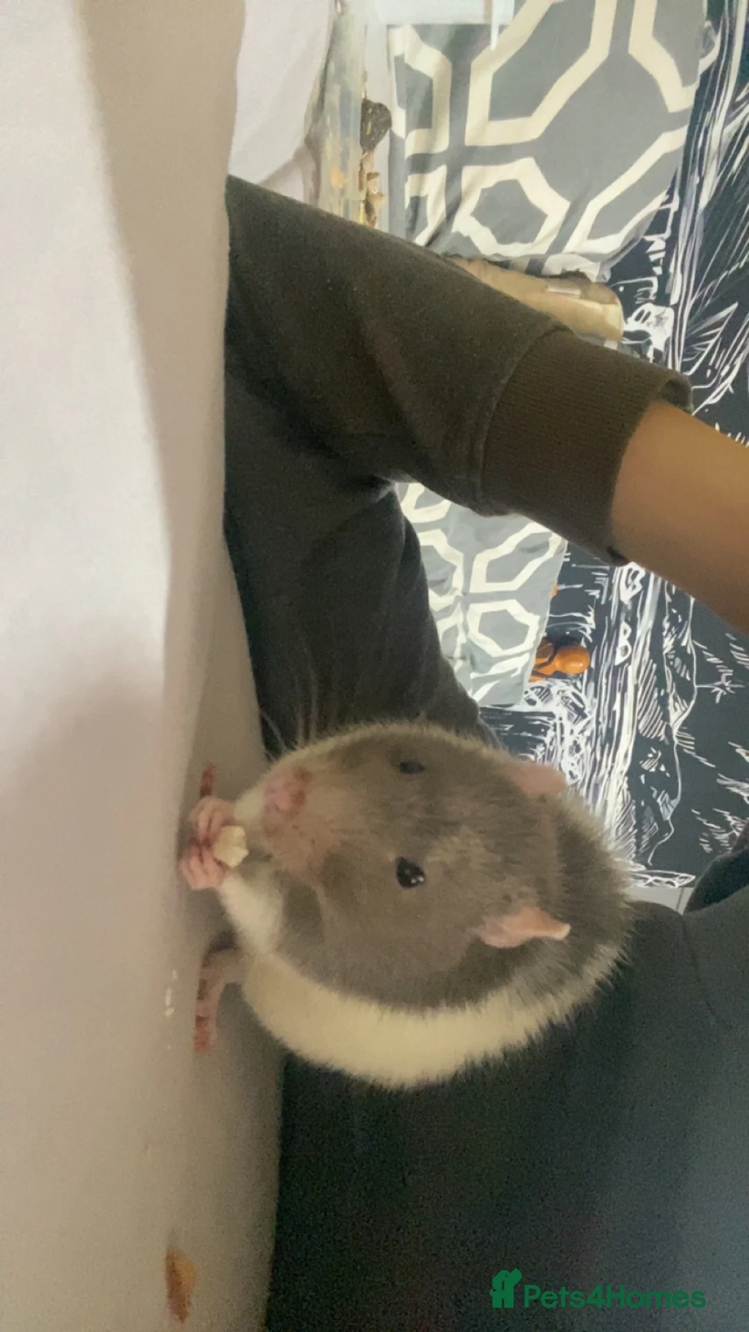 Rat rodents for sale: looking to sell my beautiful friendly rat☺️ - Advert 4