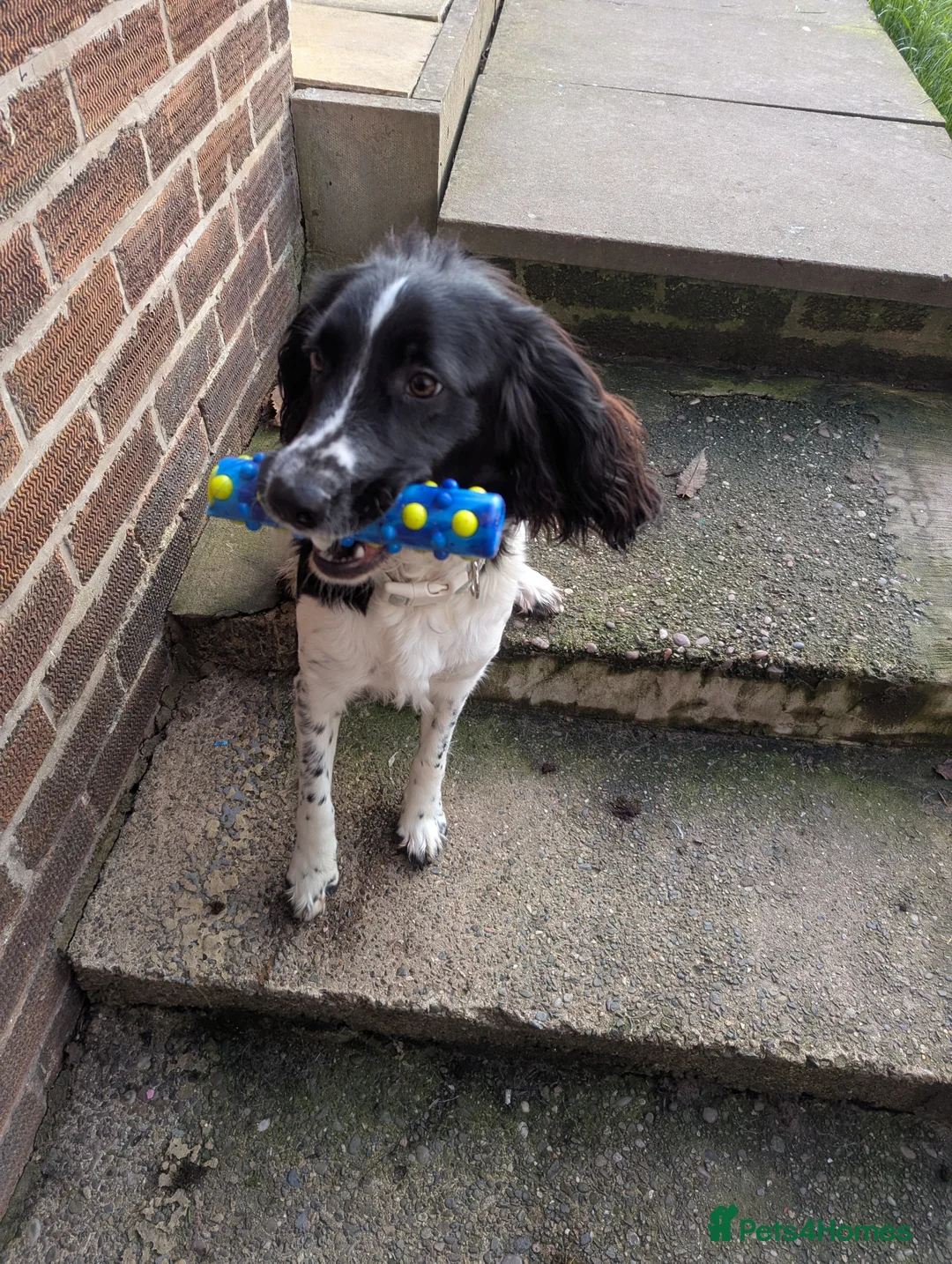 Mixed Breed dogs for sale: Sprockador 11months  - Advert 2