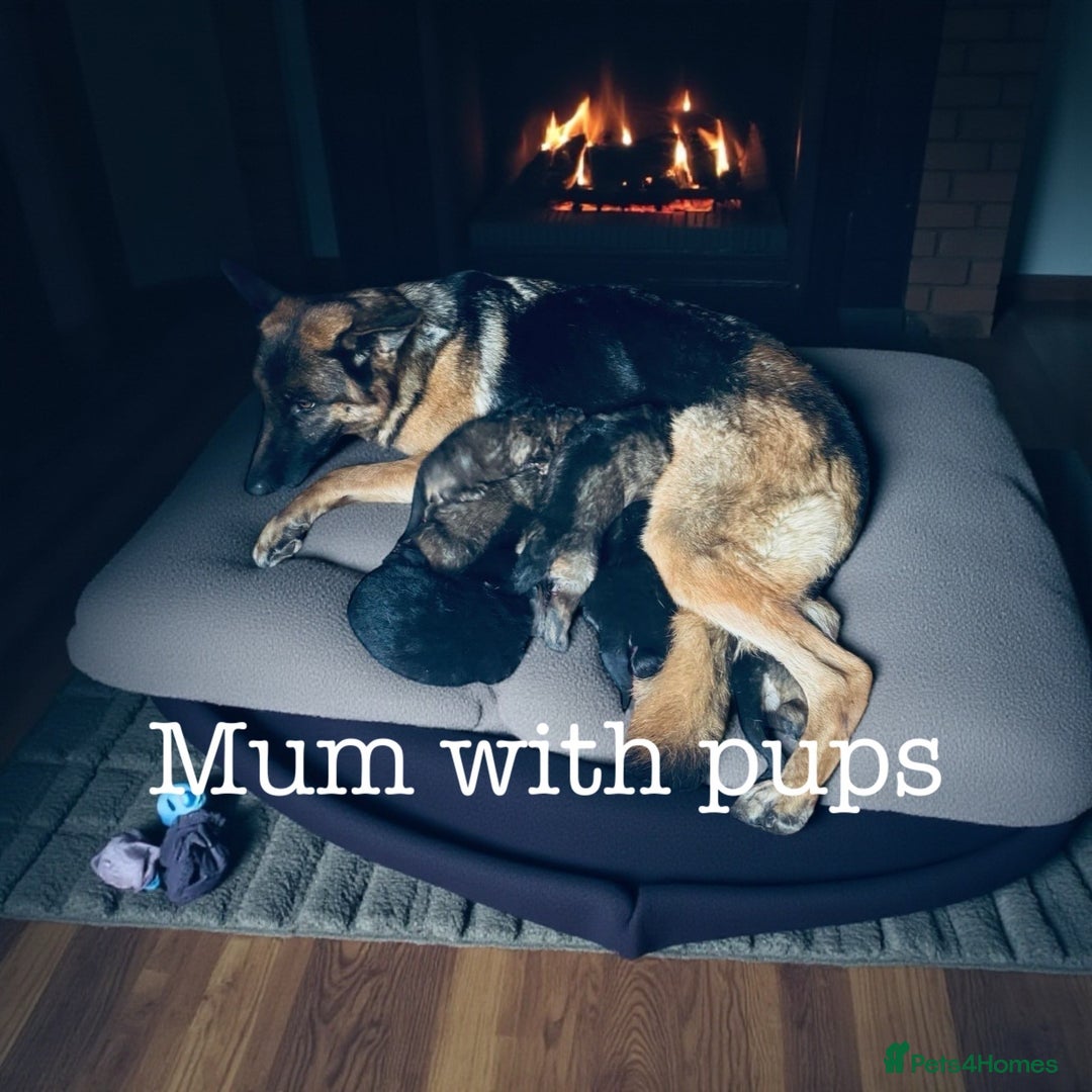 German Shepherd dogs for sale: German Shepherd puppies for sale  - Image 5