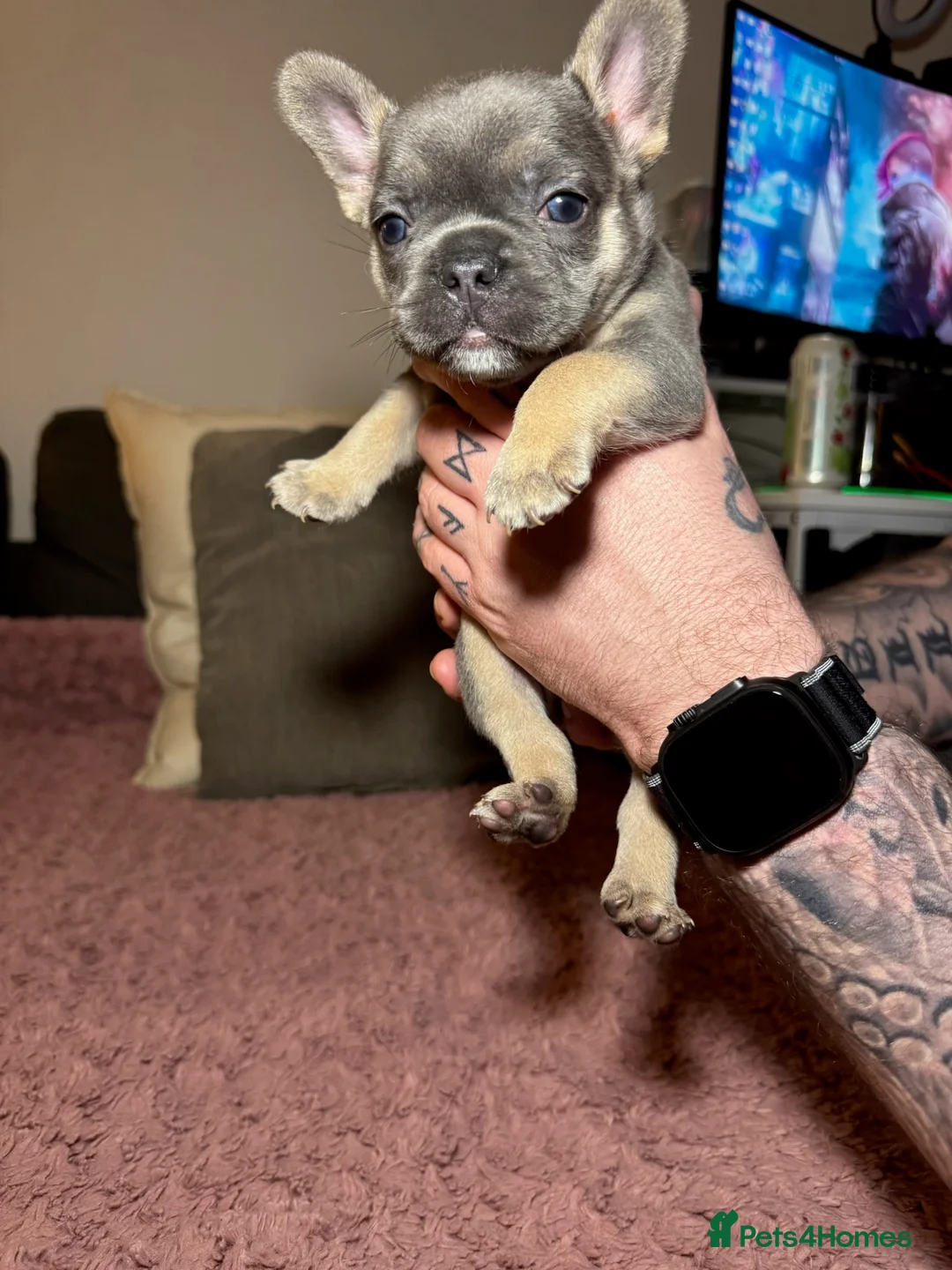French Bulldog dogs for sale: French Bulldog puppies for sale 1 LEFT  - Advert 13
