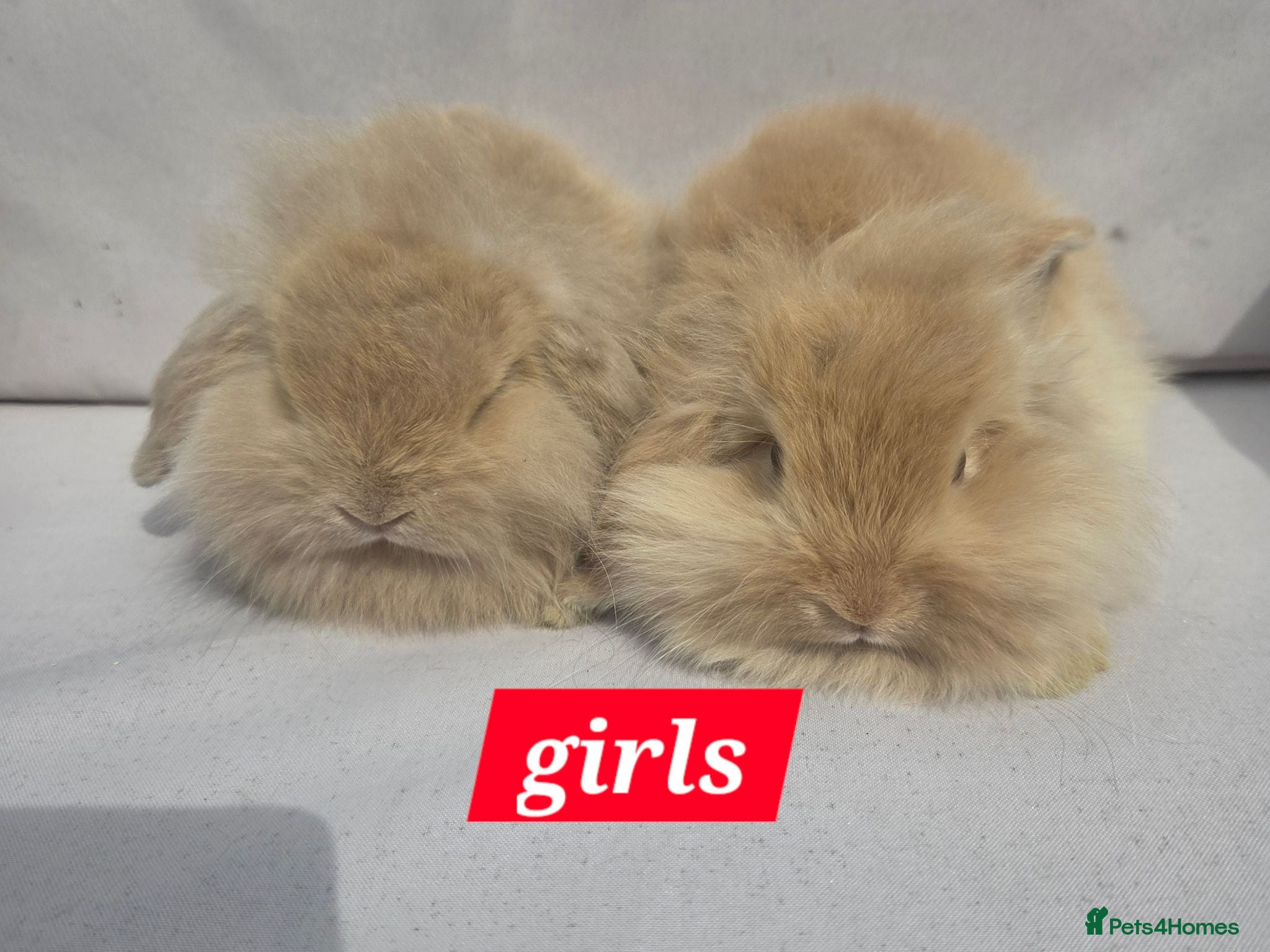 Angora rabbits  Super fluffy baby teddywidders  - Advert 2