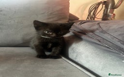 Siberian cats for sale: Siberian x Chartreux - Image 12