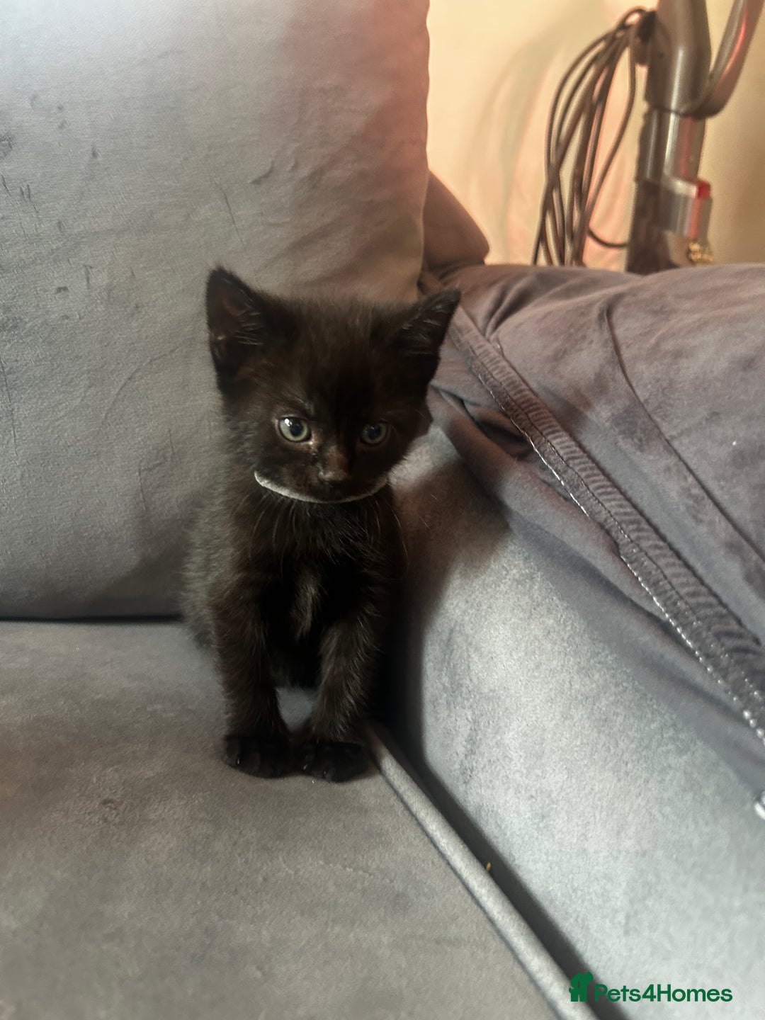 Siberian cats for sale: Siberian x Chartreux - Image 12