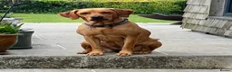 Labrador Retriever dogs for sale: Superb pedigree KC reg Labrador Retriever Puppies - Advert 17