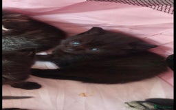 Mixed Breed cats for sale: Tabby mixed stunning litter - Image 6