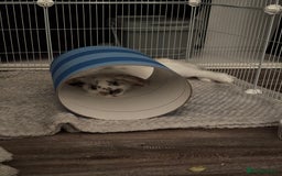 Mini Lop rabbits for sale: Have two male mini lop rabbits, - Image 2