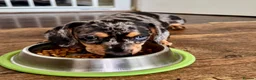 Miniature Dachshund dogs for sale:  5★ LICENSED BREEDER • KC SILVER DAPPLE BOY - Advert 4