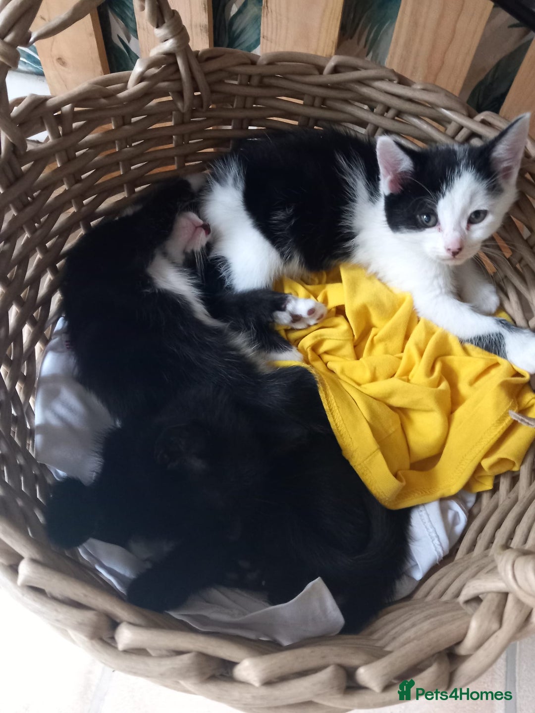 British Shorthair cats for sale: Lovely kittens looking for home - Image 1