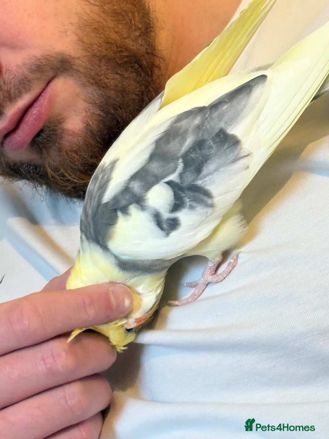 Cockatiels birds for sale: Beautiful 2 year old male cockatiel (Tikey) - Advert 2