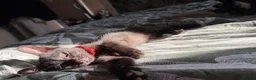 Mixed Breed cats for sale: Male kitten  - Advert 16