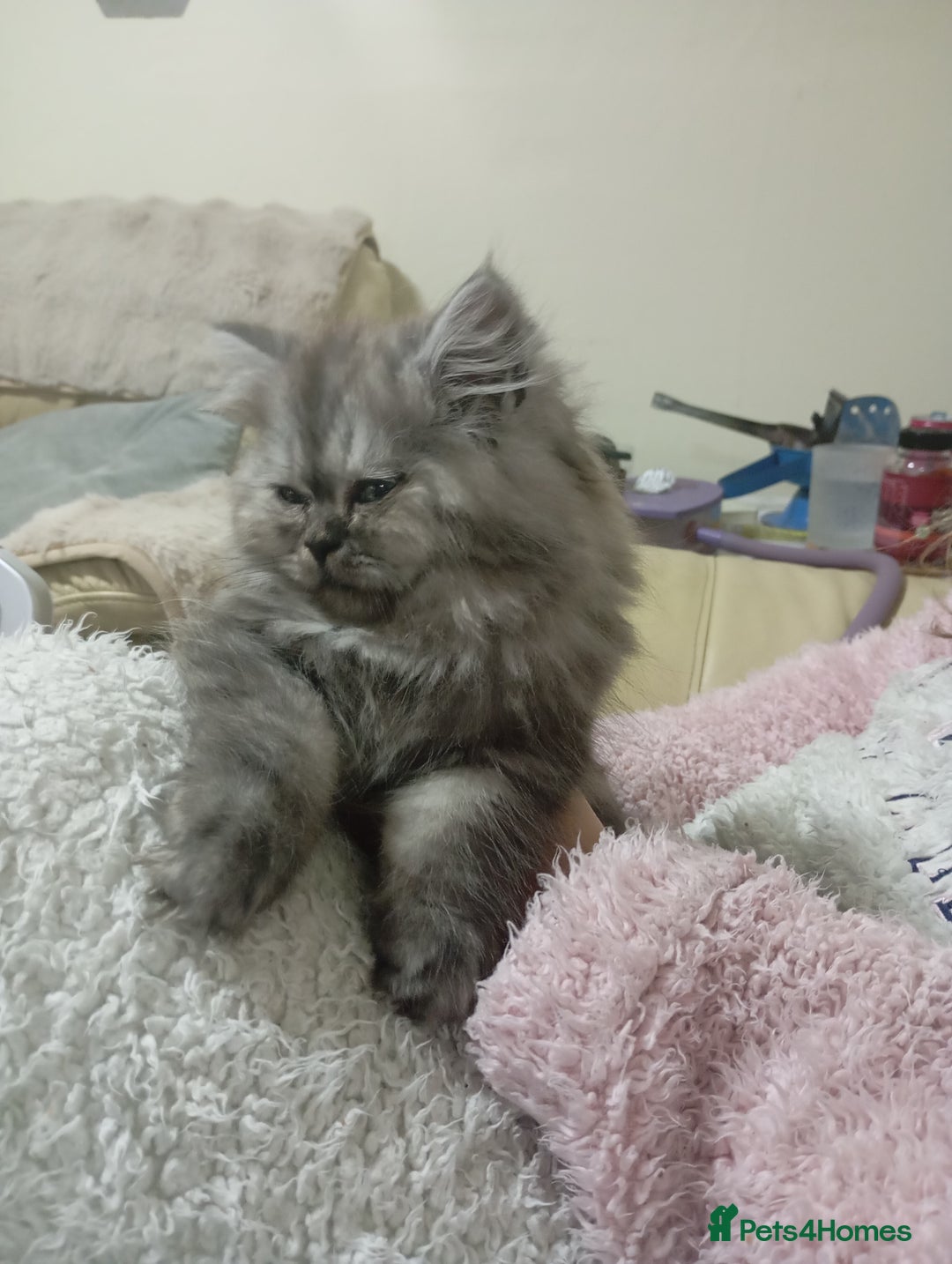 Persian cats for sale: Grey Persian Female Kitten  - Advert 2