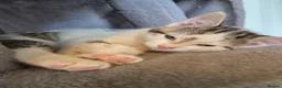 Mixed Breed cats for sale: Kittens ready now  - Advert 2