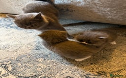 Persian cats for sale: Persian/Ragdoll kittens for sale both male  - Image 3