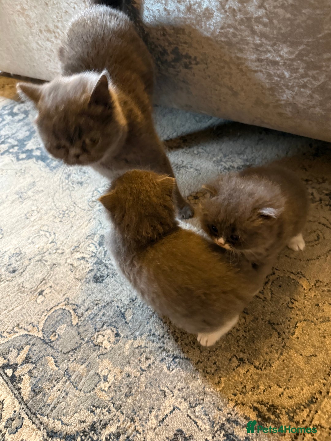 Persian cats for sale: Persian/Ragdoll kittens for sale both male  - Image 3