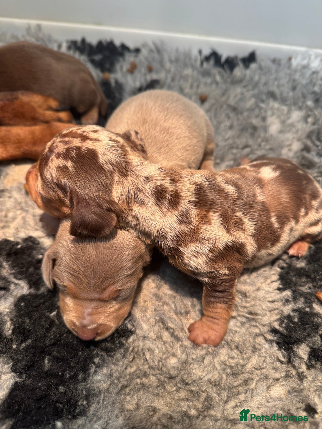 Miniature Dachshund dogs for sale: 5⭐️ Licensed. PRA clear kc registered  - Advert 7