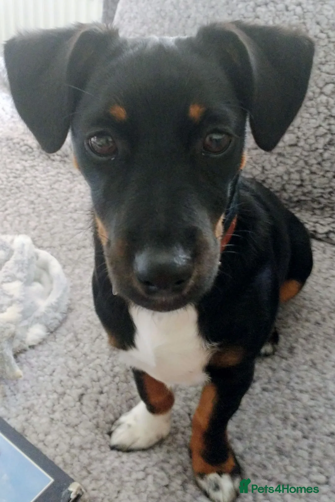 Jackshund dogs for sale: Jackshund for sale in Tintagel - Advert 2