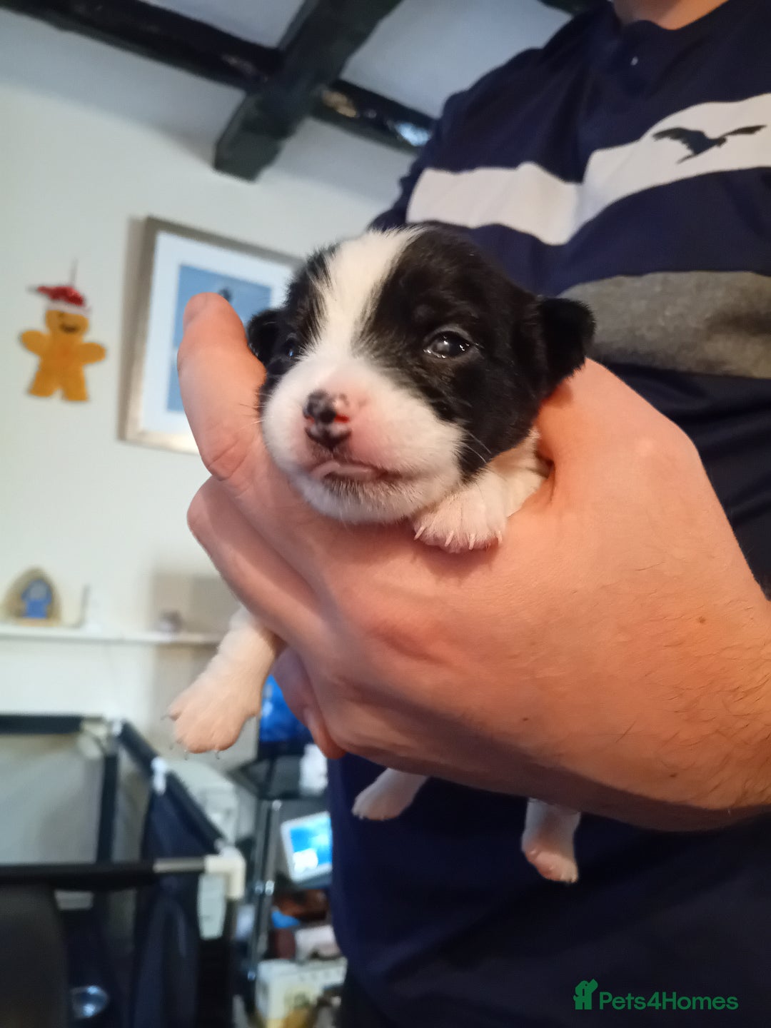 Jack Russell dogs for sale: 6 beautiful Jack russells available  - Advert 10