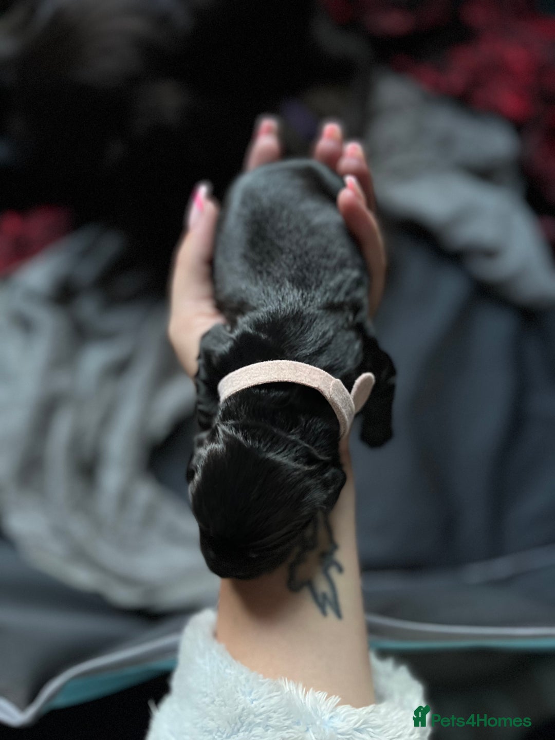 Cocker Spaniel dogs for sale: Cocker spaniels 🐶  - Advert 2