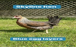 Chickens poultry for sale: Hybrid hens at point of lay  - Advert 4
