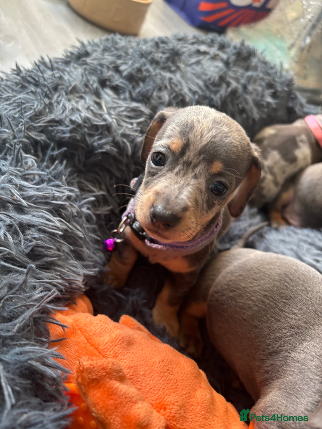 Dachshund dogs for sale: 7 beautiful dachshund baby’s  - Image 5