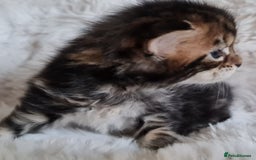 Maine Coon cats for sale: 100% Maine Coon Kittens DNA HEALTH TESTED PARENTS  - Image 15