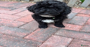 Toy Poodle dogs - Advert 4