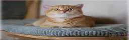 British Shorthair cats for sale: Chocolate golden DBE odd-eyed TICA stud for sale - Advert 3