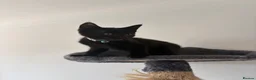 Mixed Breed cats for sale: Two beautiful boys - Advert 8
