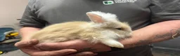 Mini Lion Lop rabbits for sale: Baby rabbits ready for new home in Merthyr Tydfil - Advert 6