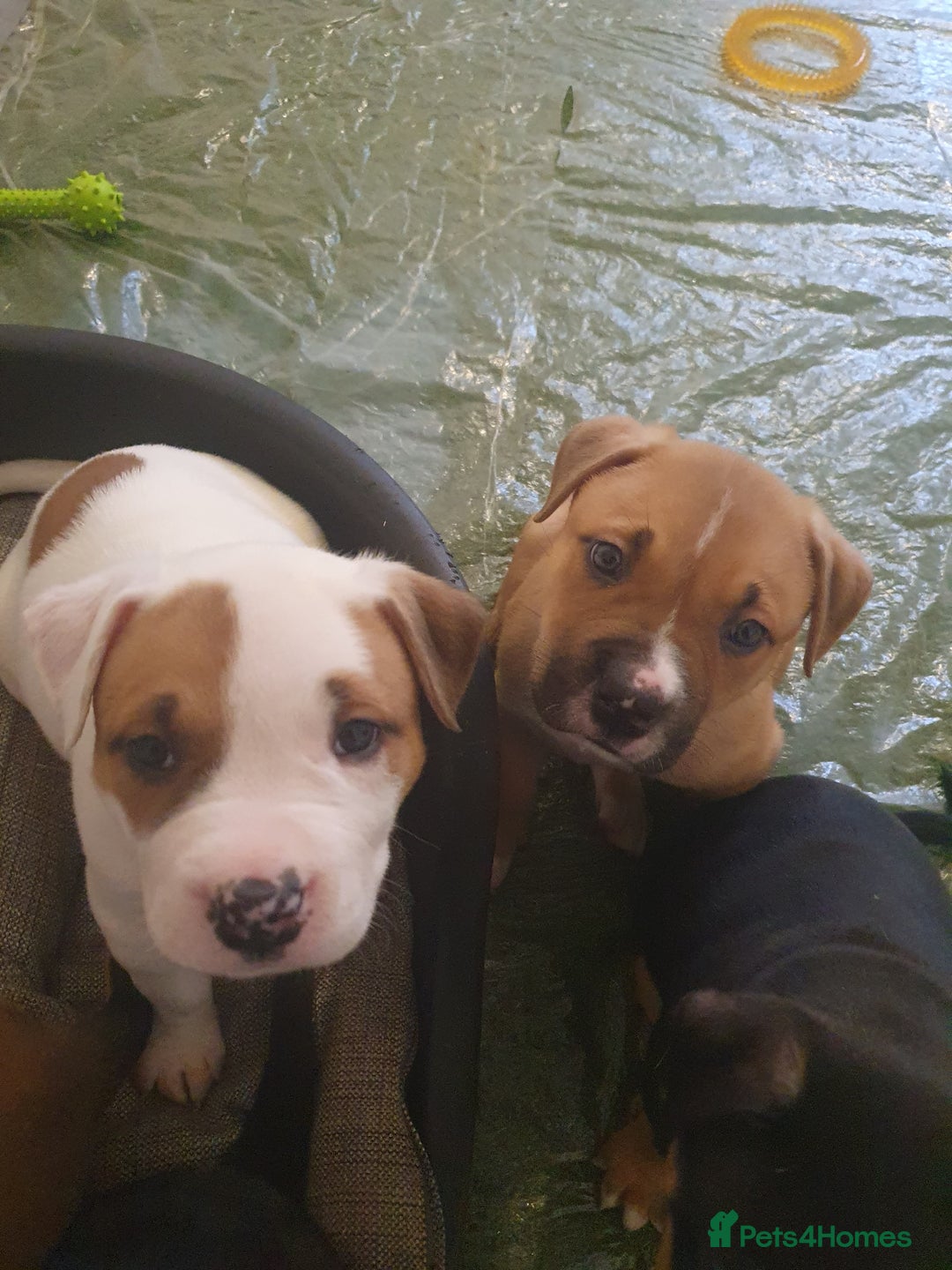Mixed Breed dogs for sale: American bulldog  - Advert 4