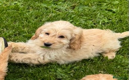 Cockapoo dogs for sale: BEAUTIFUL COCKAPOO PUPPIES  - Image 1