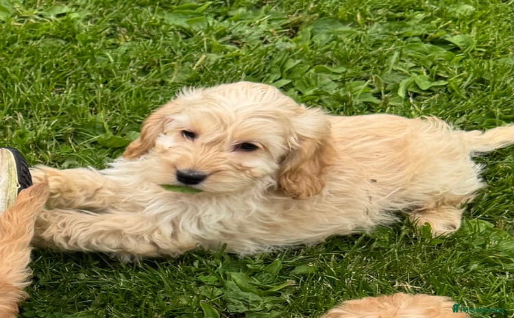 Cockapoo dogs - Advert 8