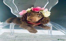 Miniature Dachshund dogs for stud: Dapple Piebald Stud 💫 carrying  cream   in Epsom - Image 28