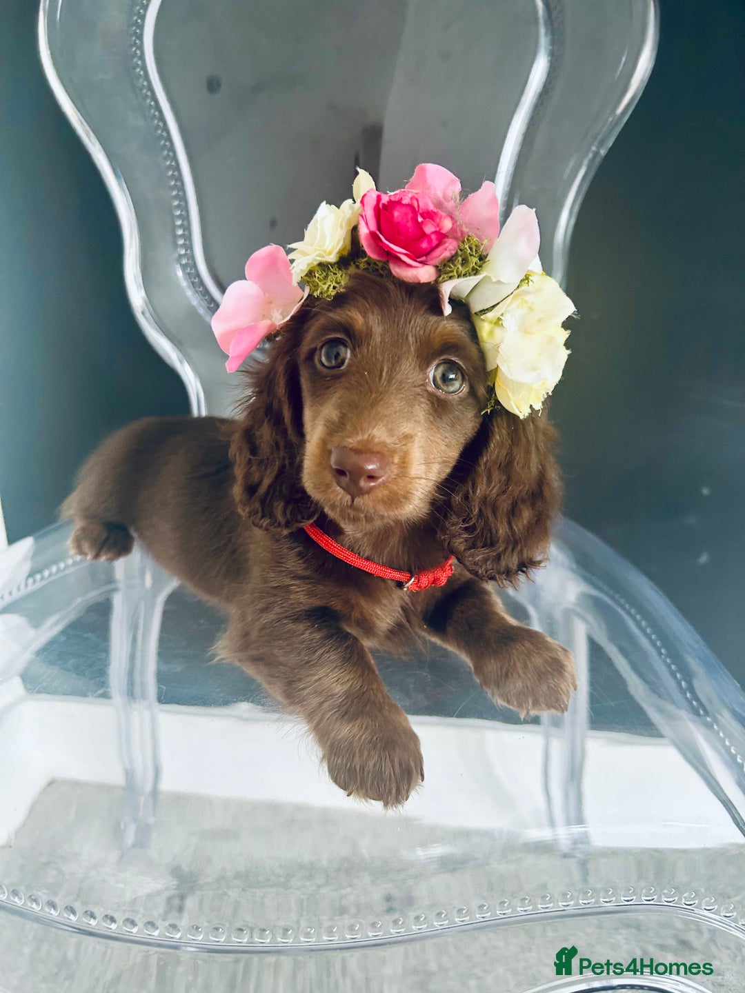 Miniature Dachshund dogs for stud: Dapple Piebald Stud 💫 carrying  cream   in Epsom - Image 28