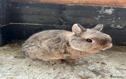 Mixed Breed rabbits for sale: Mini lop, Lionhead & Netherland Dwarf mixes   - Advert 4