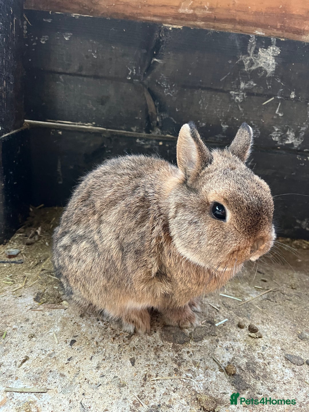 Mixed Breed rabbits for sale: Mini lop, Lionhead & Netherland Dwarf mixes   - Advert 4