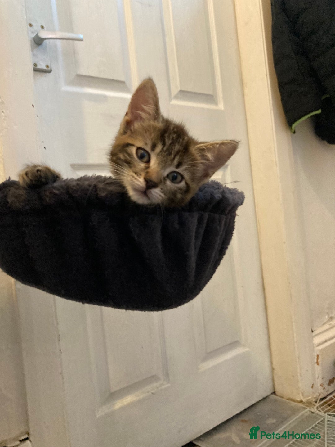 European cats for sale: 4 Cute & Cuddly Kittens Ready For Forever Home - Image 37